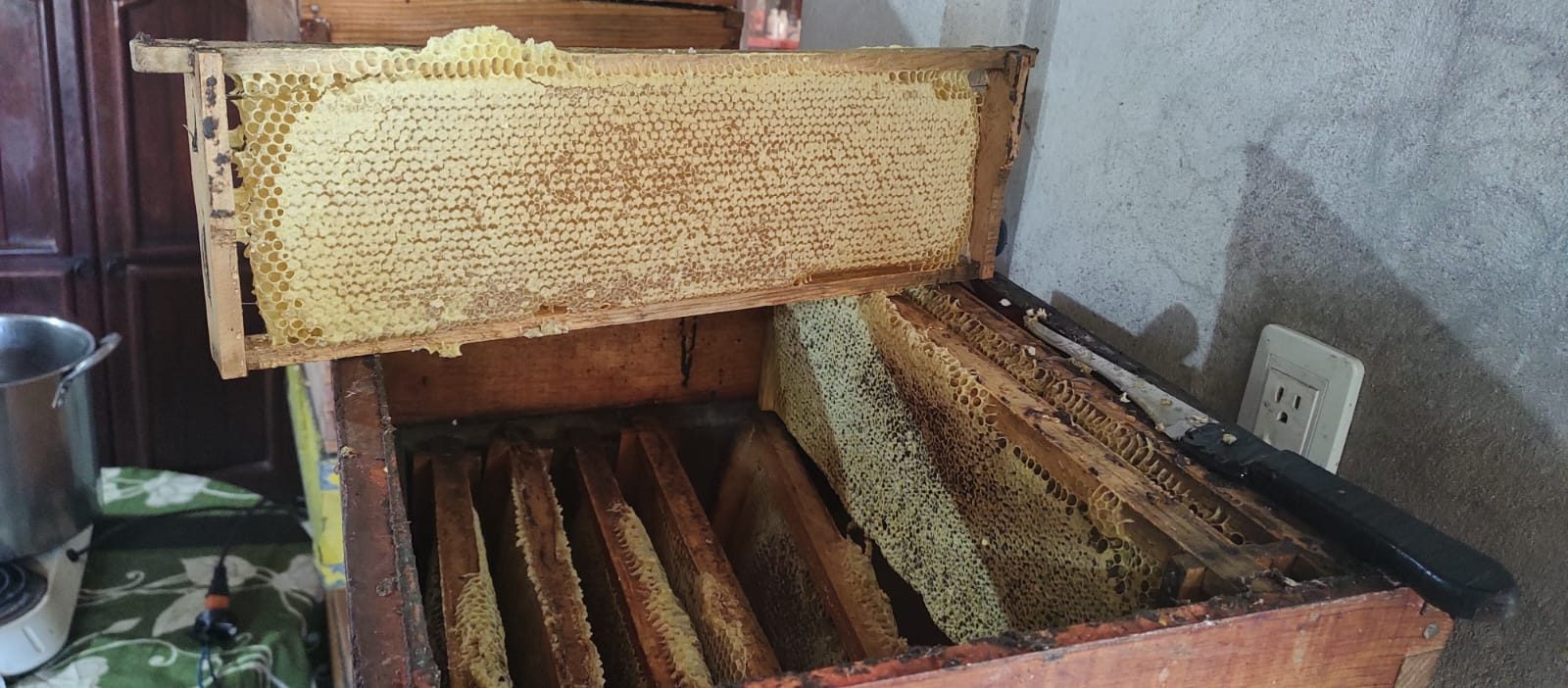 Colmena y panales de Miel Acopalipa